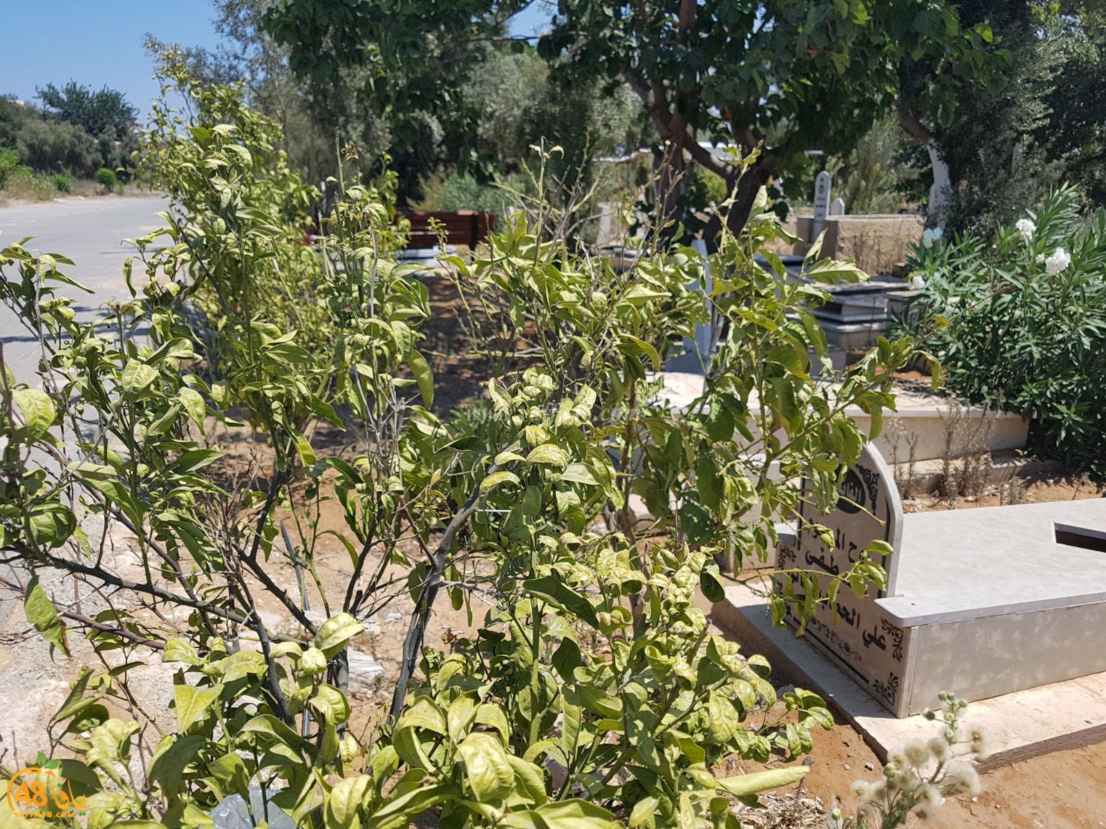 tasoo trees je (6).jpg